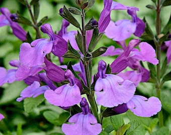 3 x Salvia So Cool Violet plug plants purple flowers perennial, sage