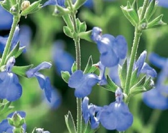 3x Blue flowering Salvia African Sky plug plants, ornamental sage, perennial