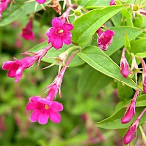 May include: Pink flowers with green leaves. The flowers are in bloom and have a delicate, feminine appearance.
