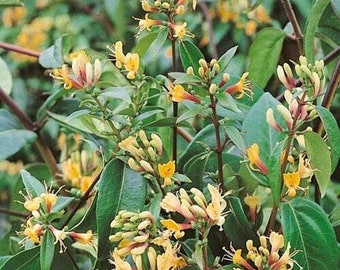 Lonicera Honeysuckle Copper Beauty, 9 cm pot climbing plant, evergreen