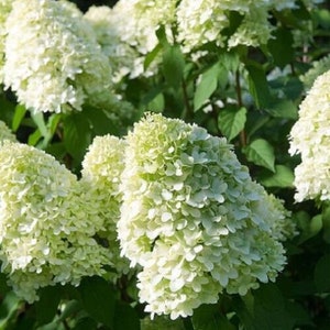 May include: A close-up shot of white hydrangea flowers with a touch of green, set against a backdrop of green leaves. The flowers are in full bloom, displaying their delicate petals and lush appearance. The image captures the natural beauty of the plant.