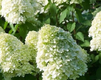 Hydrangea Paniculata Limelight shrub/plant pot, 9cm hardy, green/white flowers
