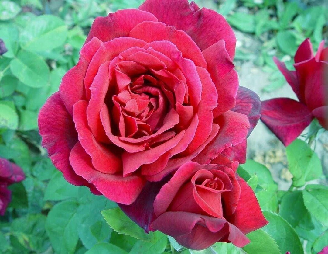 Shrub/bush Rose Red Fragrant Flowers Courage 2lt Pot Plant Etsy UK