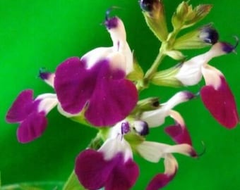 3x Salvia Amethyst Lips plug plants two-tone purple/white flowers perennial sage