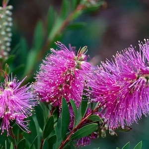 May include: A close-up shot of vibrant pink bottlebrush flowers, showcasing their long, thread-like stamens. The flowers are clustered on stems with green leaves, set against a blurred background. The image highlights the unique texture and colour of the blooms.
