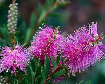 Bottlebrush Hot Pink flowers callistemon plant shrub in 9cm pot evergreen hardy