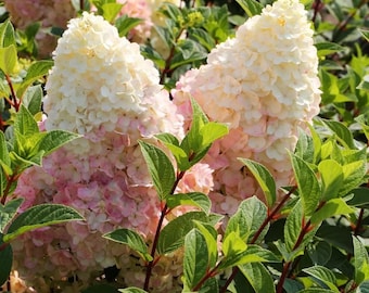 Hydrangea Paniculata Silver Dollar Plant 9cm Pot Hardy Shrub White Pink Flowers