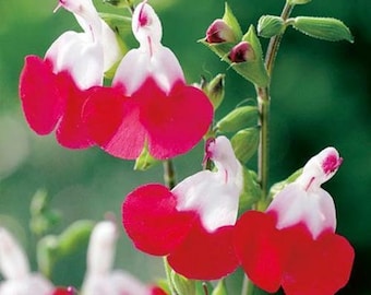 3x Salvia Hot Lips plug plants two-tone red/white flowers, perennial, sage