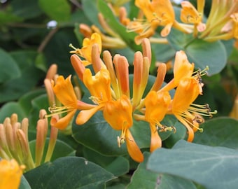 Lonicera Honeysuckle Tellmanniana climbing plant orange flowers 9cm pot