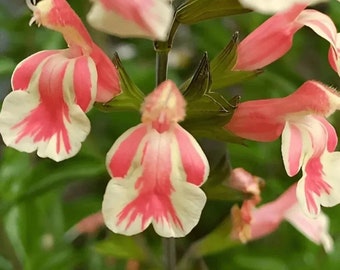 Salvia Perennial Belle De Loire Yellow Orange Cream Pink Flowers in a 9cm pot