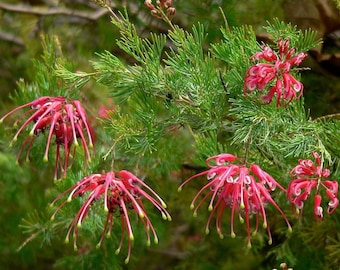 Grevillea Olympic Flame plant red-pink flowers, hardy, evergreen shrub 9cm pot