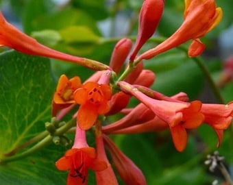 Lonicera Honeysuckle Dropmore Scarlet 9cm pot, climbing plant orange/red flowers