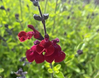 3x Salvia Royal Velour plug plants, ornamental perennial deep red flowers