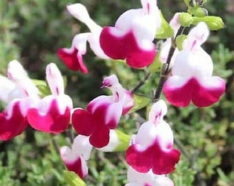 3 x Salvia Cherry Lips plug plants two-tone purple/white flowers perennial, sage