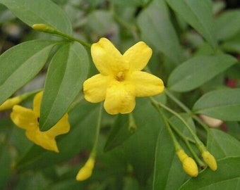 Jasmine/Jasminum Yellow Flowers, 9cm pot, climbing plant, scented flowers
