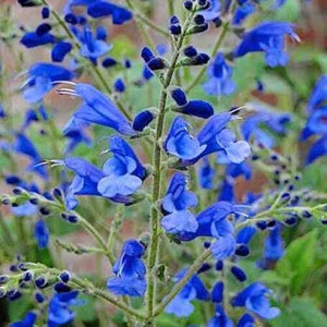 May include: A close-up shot of vivid blue flowers with delicate petals and white highlights, growing on green stems. The flowers are in full bloom, displaying their intricate details. The image captures the beauty of nature.