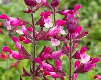 3x Salvia Pink Mulberry plug plants, aromatic sage perennial, deep pink flowers