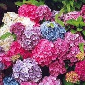 May include: A close-up of a variety of hydrangea flowers in shades of pink, blue, and purple. The flowers are arranged in a cluster, creating a vibrant and colourful display.