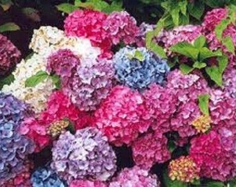 3x Hydrangea Shrub plants mixed flowers hardy shrubs 9cm pots mophead lacecap