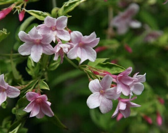 Jasminum Stephanense Pink Jasmine 9cm pot, climbing plant, scented flowers