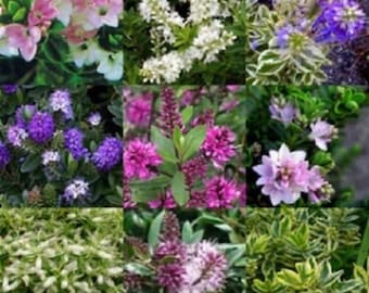 6x Hebe shrub plant plugs, hardy quality shrubs, grow your own, mixed flowers