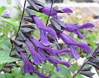 3x Salvia Amistad plant plugs, ornamental sage perennial, purple/black flowers