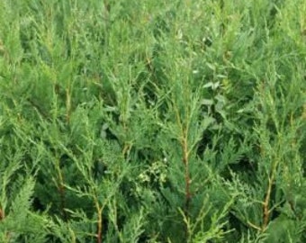 10 x Conifer hedging plants green Leylandii 2 lt pots evergreen trees, 70-90 cm