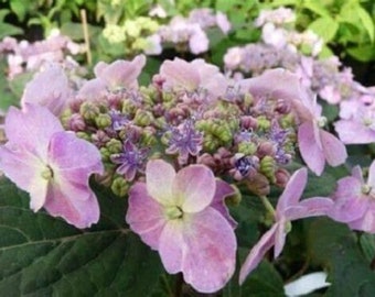 Hydrangea shrub Hallasan pink/blue flowers, 9 cm pot, lacecap flowering plant