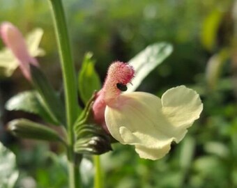 3x Salvia La Mancha plug plants, aromatic sage perennial, pink-yellow flowers