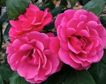 Climbing rose Pink Perpetue fragrant flowers, 4lt potted garden plant