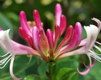 Lonicera Honeysuckle Red World 9cm pot climbing plant pink/white flowers
