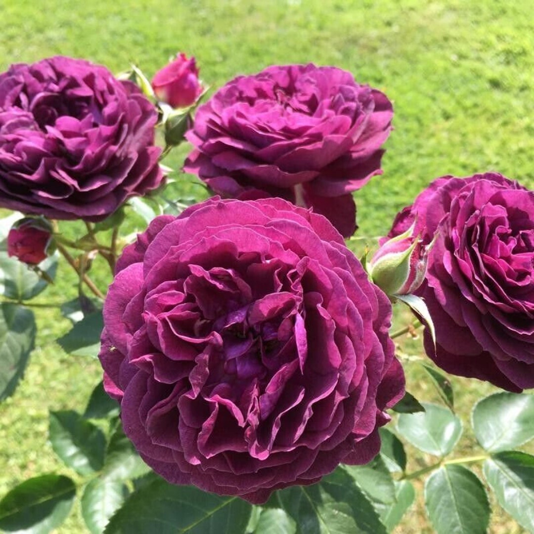 Shrub/bush Rose Purple Fragrant Flowers Ebb Tide 2lt Pot Etsy UK