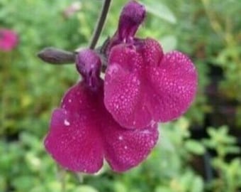 3x Salvia Dyson's Maroon plug plants purple/red flowers perennial, sage