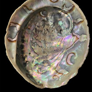 Iridescent Abalone Shell Lot: Polished Natural Sea Shells for Jewelry, Crafts & Smudging