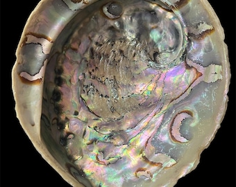 アワビの貝殻20個（20個セット）：虹色のパウア貝の耳、工芸品と装飾品