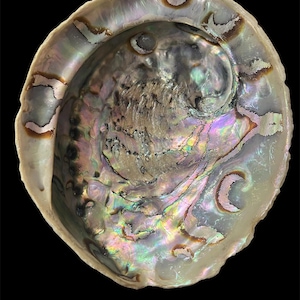 Natürliche schillernde Abalone Shell Lot | Polierte Schmuckherstellung, Räucherschale, Bastelbedarf