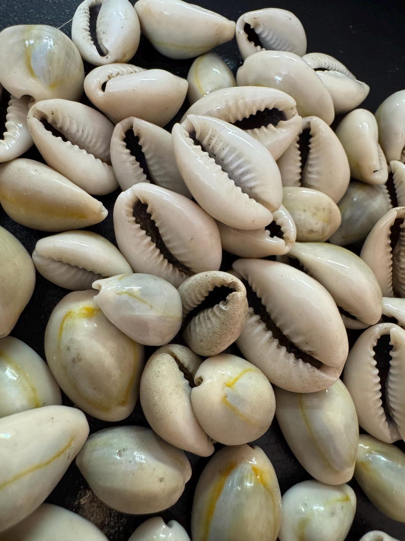 Polished Cowrie Shells | Grey Kodi Seashells, Jewelry Making - Etsy