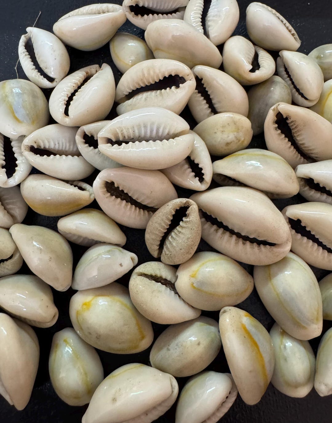 Polished Cowrie Shells | Grey Kodi Seashells, Jewelry Making - Etsy