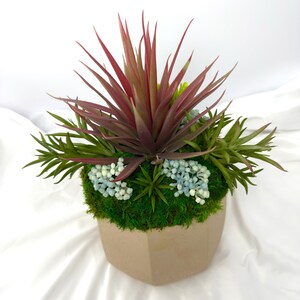 Moss Filled Pot with Succulents