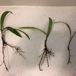 Three Queen Palm Seedlings