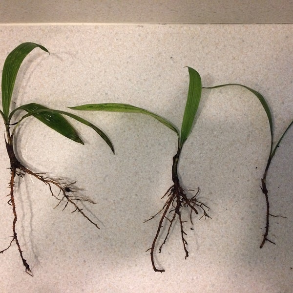 Three Queen Palm Seedlings