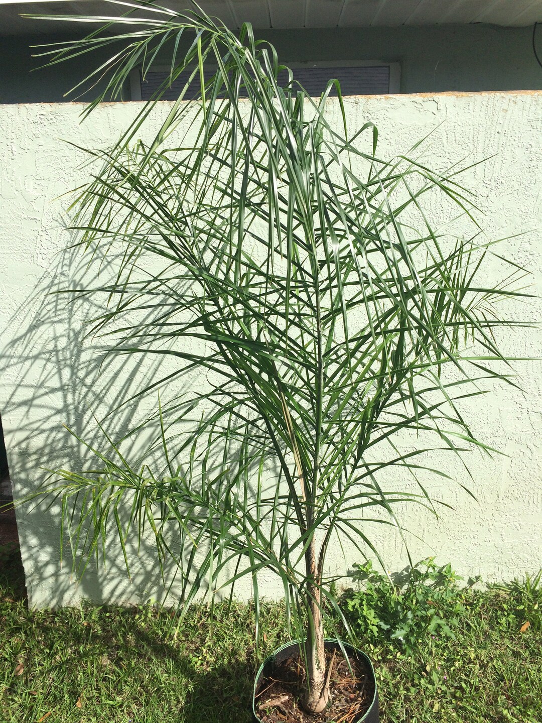 56 Ft. Queen Palm Trees Etsy