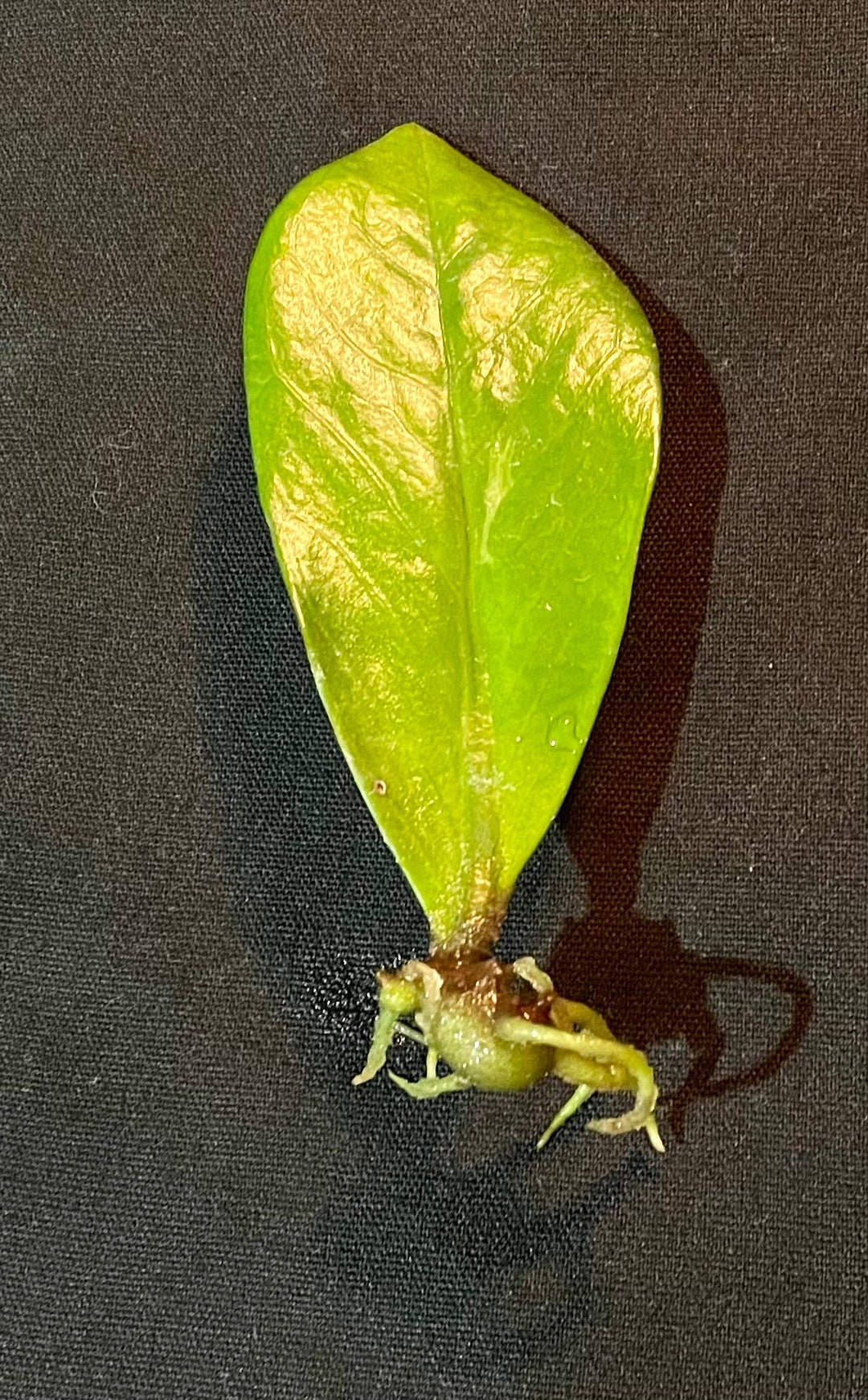 ZZ Plant Bulb With Roots Etsy