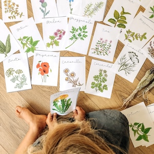 Flitskaarten Geneeskrachtige planten