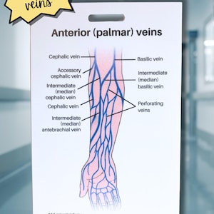 Puede incluir: Diagrama anatómico de las venas del antebrazo, etiquetado como "Venas anteriores (palmares)". La ilustración muestra las venas cefálica, basílica y perforantes, con el texto "Venas del antebrazo" en una estrella amarilla.