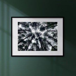 Across The Table| Manali Canopy Photo| Tree Canopy Prints| Forest Canopy Art| Forest Trees Wall Decor| Tree Top Digital Prints|