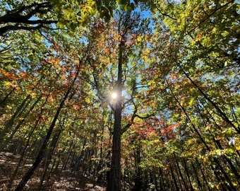 Op de afbeelding: Een uitzicht omhoog door de luifel van een bos. De zon schijnt door de bladeren en creëert een stervormig effect. De bladeren zijn voornamelijk groen, maar sommige kleuren rood en oranje.