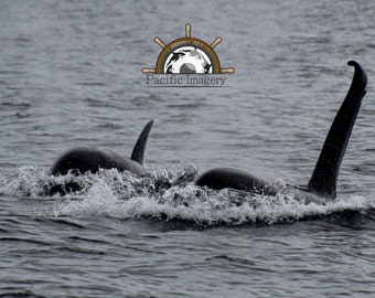 Orca Photo, wildlife, killer whale, Ocean, Orcas, marine mammals