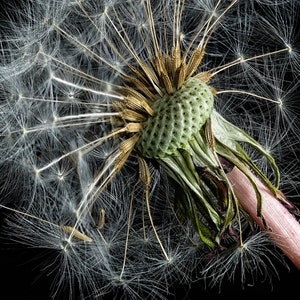 Dandy dandelion