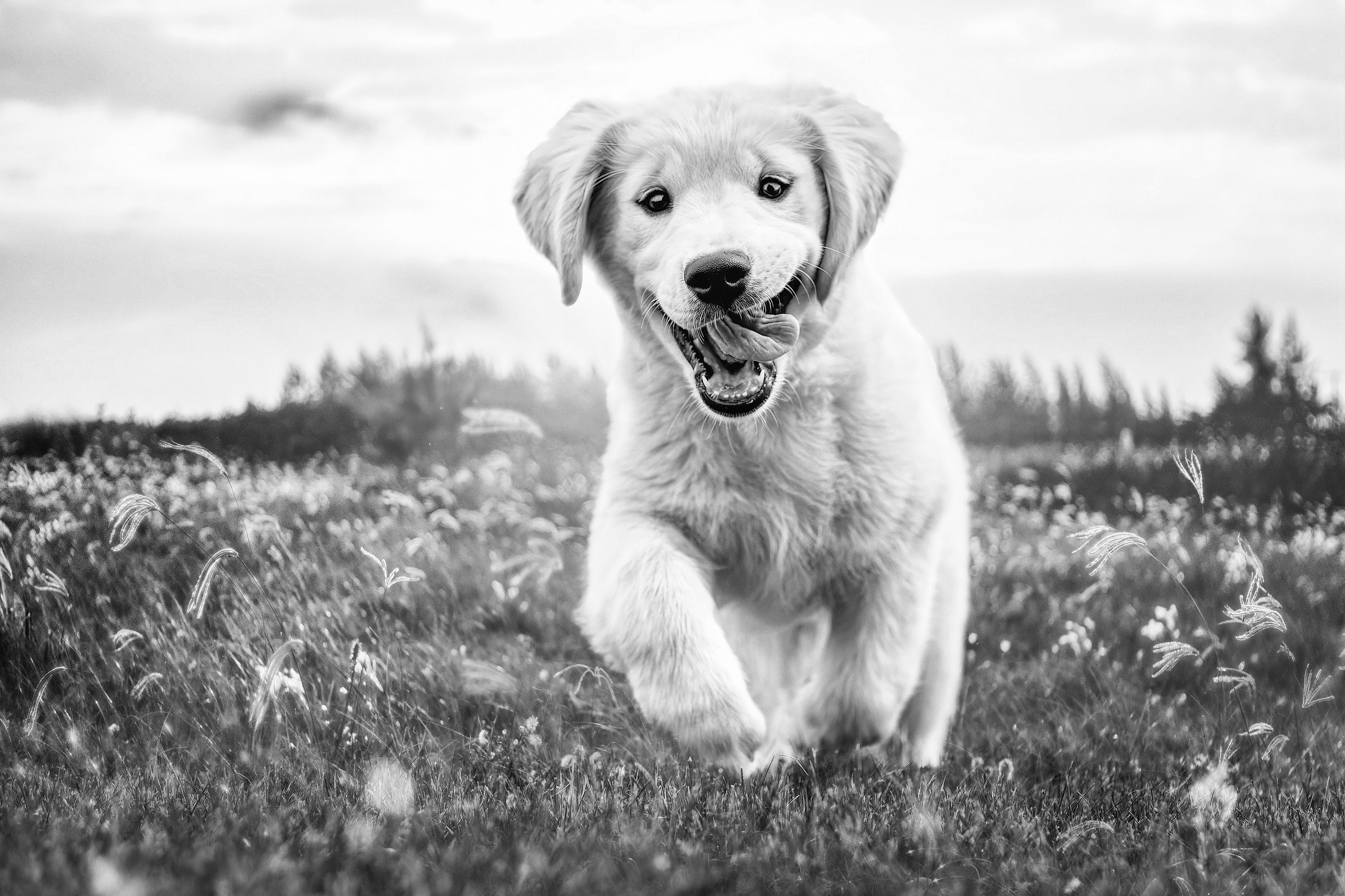 Wilbur! the Golden Retriever Puppy! Black & White Canvas Luster